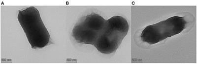 Study of antimicrobial activity and mechanism of vapor-phase cinnamaldehyde for killing Escherichia coli based on fumigation method